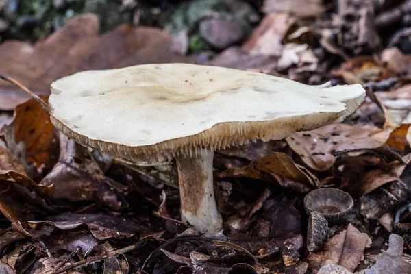 Vruchtlichamen van paddenstoelen in het loofbos — Stockfoto