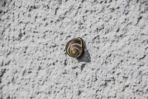 Koru salyangozu Beyaz Saray duvarına yapışıyor — Stok fotoğraf