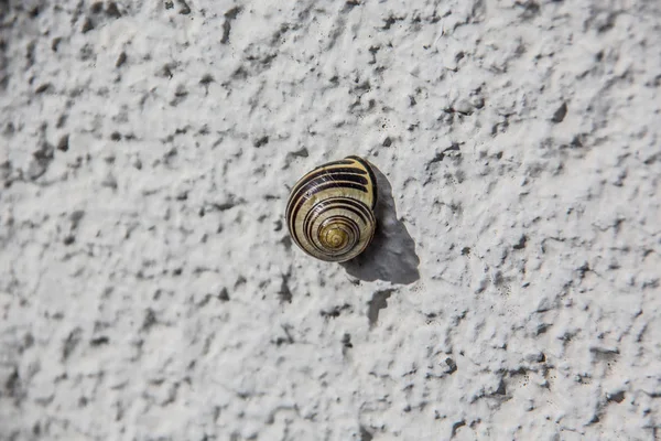 Hain-Schnecke klebt an weißer Hauswand — Stockfoto