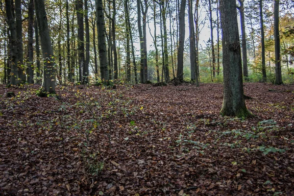 Floresta de outono brilhante com folhagem colorida no chão da floresta — Fotografia de Stock