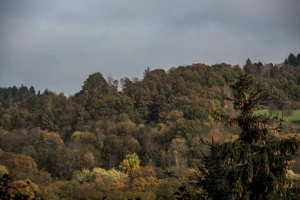 紅葉の美しい森 — ストック写真