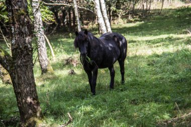 Otlaktaki beyaz kahverengi atlar