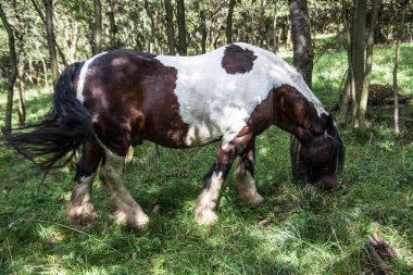 Otlaktaki beyaz kahverengi atlar
