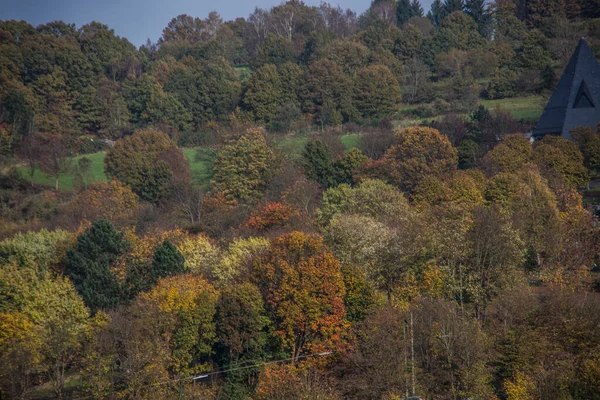 Лес с цветными осенними листьями — стоковое фото
