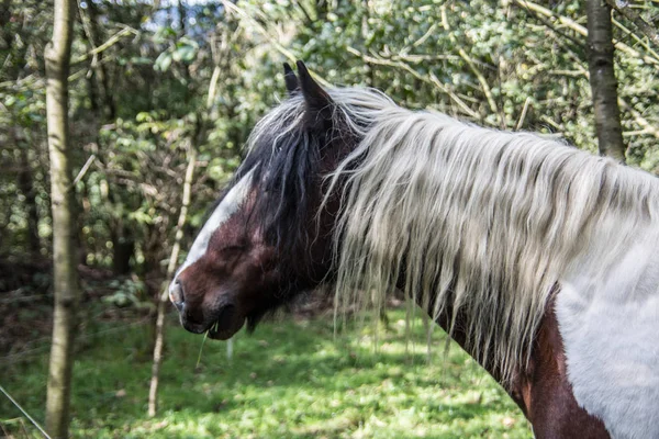 Białe brązowe konie na pastwisku — Zdjęcie stockowe