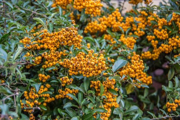 Arbusto sempreverde con bacche gialle — Foto Stock
