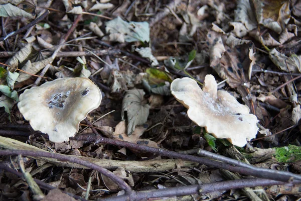 Lamellsvampar Höstens Lövskog — Stockfoto