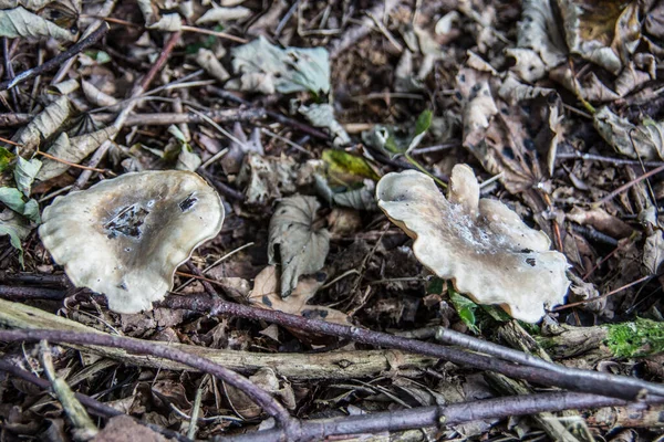 Lamellaire Paddenstoelen Het Loofbos Herfst — Stockfoto