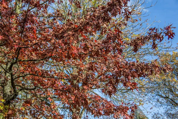 Maple Noruega e tampos de árvores rowan com folhas coloridas — Fotografia de Stock