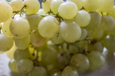 Çubuktaki yeşil şarap üzümleri