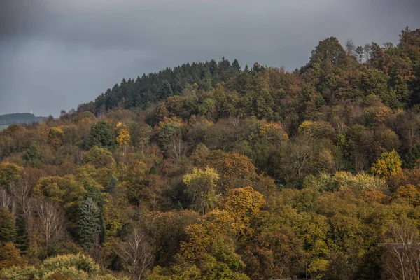 Лес с цветными осенними листьями — стоковое фото