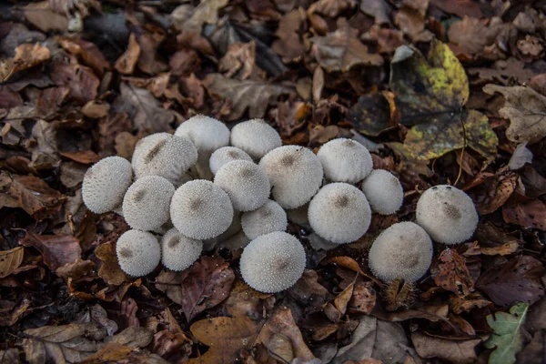 Colonia de hongos con cuerpos fructíferos en el suelo del bosque — Foto de Stock
