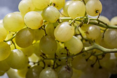 Çubuktaki yeşil şarap üzümleri