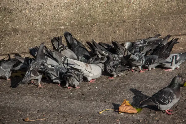 Pigeons on Cologne Cathedral Square — Stock Photo, Image