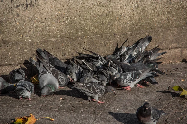 Pigeons on Cologne Cathedral Square — Stock Photo, Image
