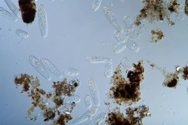Планктон с микроскопическими ресничками — стоковое фото