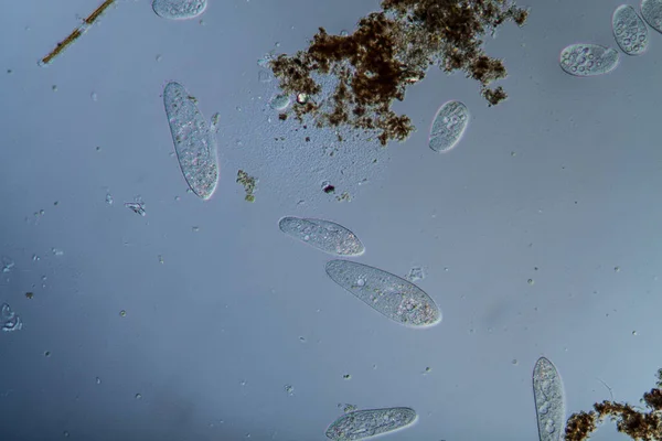 Plankton met microscopische ciliaten — Stockfoto