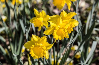 İlkbaharda parkta Paskalya çanları