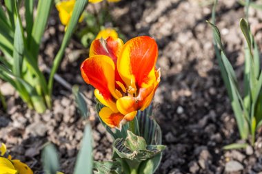 Anterli ve yaralı laleler.