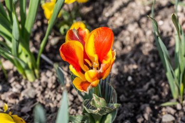 Anterli ve yaralı laleler.