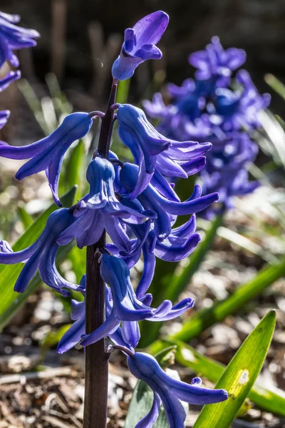 Jacintos azules en lecho de flores — Foto de Stock