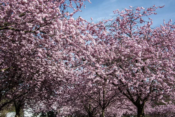 Japanse kersenbloesem met roze bloemen in het voorjaar — Stockfoto