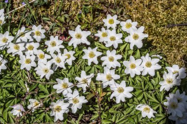Yolun kenarında beyaz çiçekli orman şakayığı