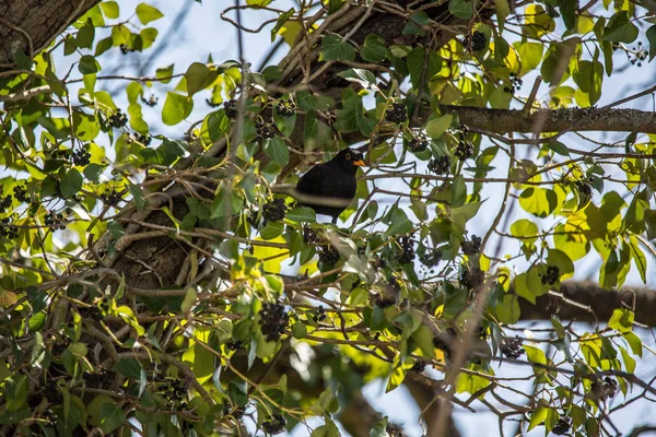 Blackbird κάθεται στο δέντρο στο κισσό — Φωτογραφία Αρχείου