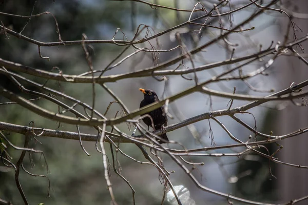 Blackbird se sienta en el árbol en hiedra —  Fotos de Stock