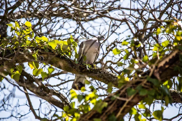 Güvercin akçaağaçta oturur — Stok fotoğraf