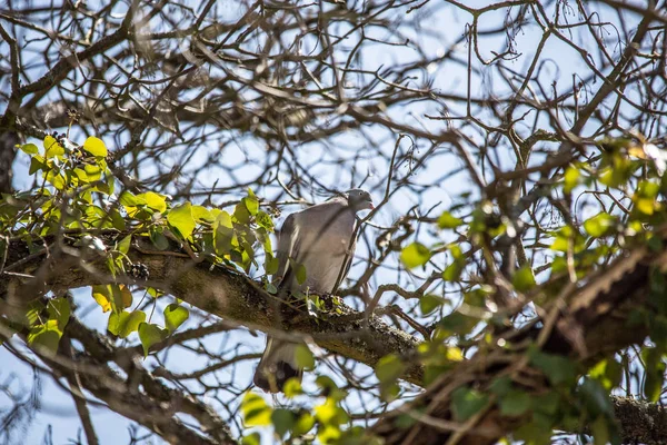 Pombo senta-se na árvore de bordo — Fotografia de Stock