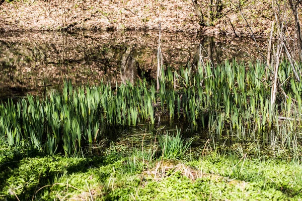 Pond with reeds and grass — Stock Photo, Image