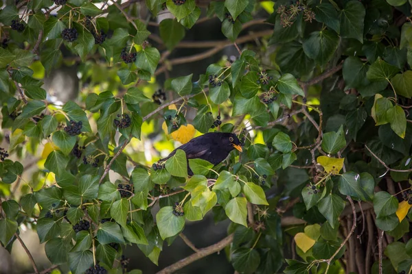 Blackbird siedzi na drzewie w bluszczu — Zdjęcie stockowe