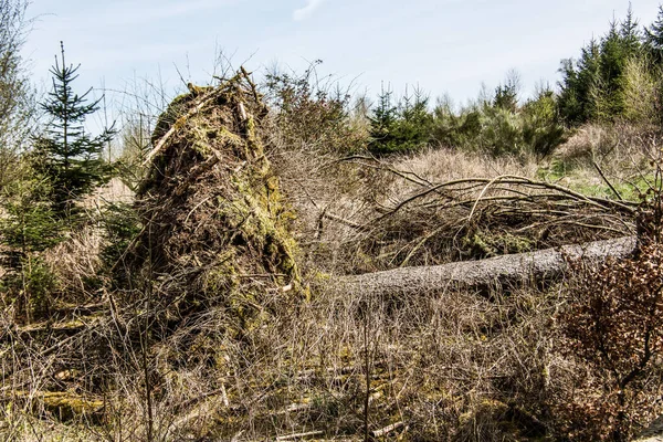 Träd som ryckts upp av storm — Stockfoto