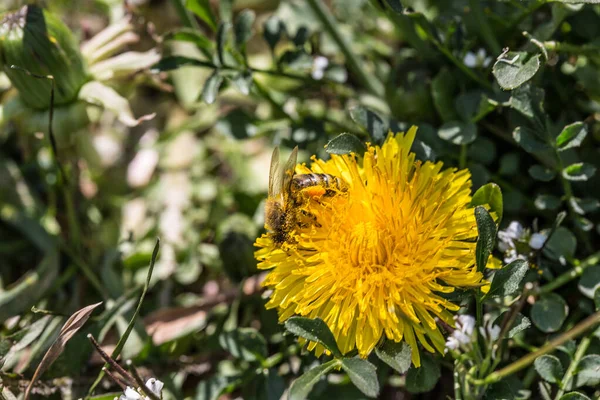 Abelha na flor de dente-de-leão amarela — Fotografia de Stock