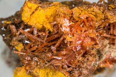 Kaya üzerinde timsah iğneleri