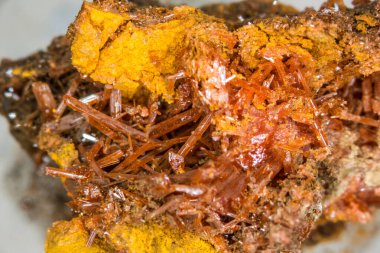 Kaya üzerinde timsah iğneleri