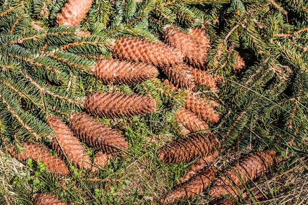 Ramos de pinheiro com cones no chão da floresta — Fotografia de Stock