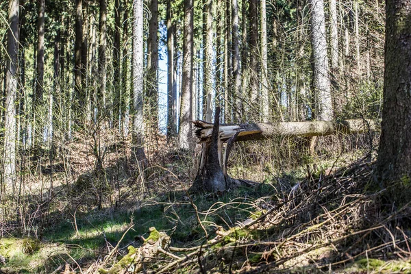 Madera muerta en el bosque con cubierta de musgo — Foto de Stock