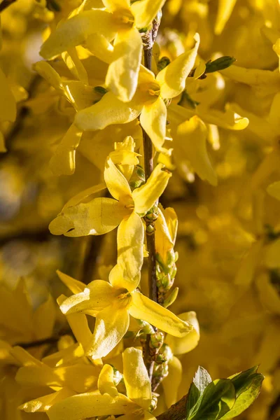 Yellow flowers of the broom — Stock Photo, Image