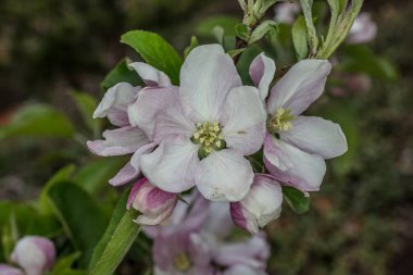 Pembe beyaz elma baharda çiçek açar
