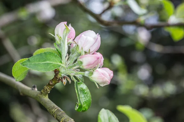 Pembe beyaz elma baharda çiçek açar — Stok fotoğraf