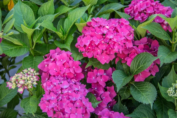 Phlox as a violet garden flower — Stock Photo, Image