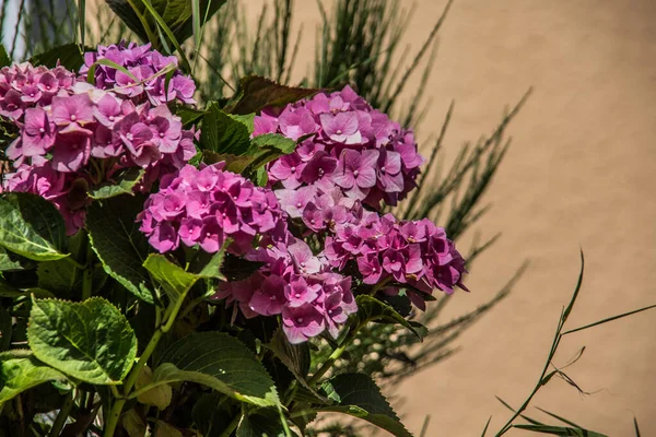 Phlox jako fioletowy kwiat ogrodowy — Zdjęcie stockowe