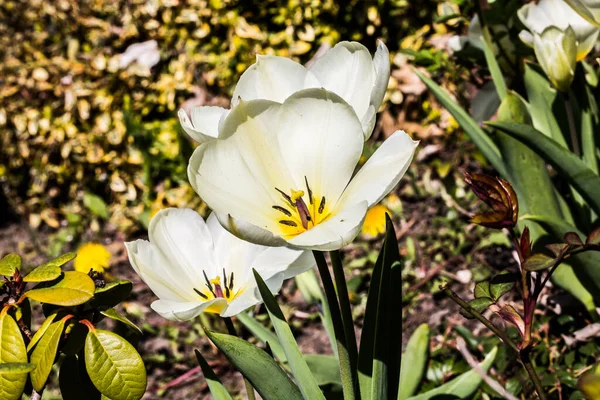 Witte tulpen met veter en litteken — Stockfoto