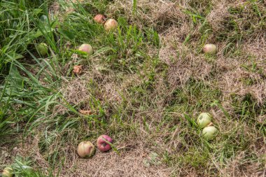 Çayırdaki çimlere düşen meyveler