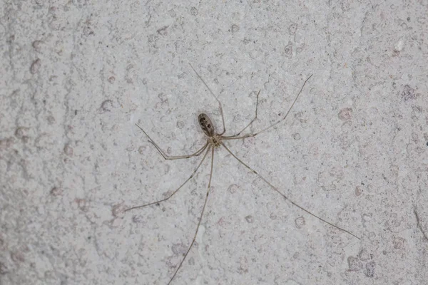 Elektrikli Örümcek Duvarda Asılı — Stok fotoğraf