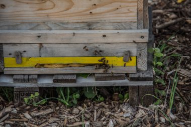 Ormanda ahşap arı kovanları