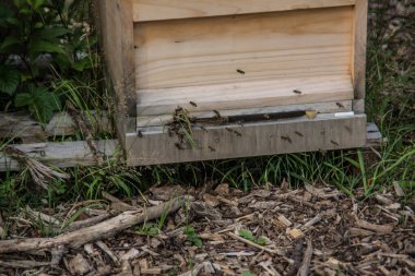 Ormanda ahşap arı kovanları