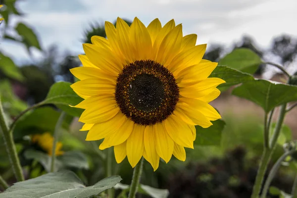 Slunečnice Poli Žlutými Květy — Stock fotografie